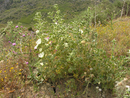 Malva agrigentina / Malvone di Agrigento